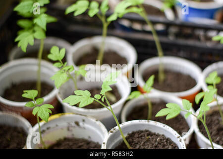 Piantine di pomodoro verdure in bicchieri. Preparazione per il trapianto in serra. Crescendo il pomodoro. Foto Stock