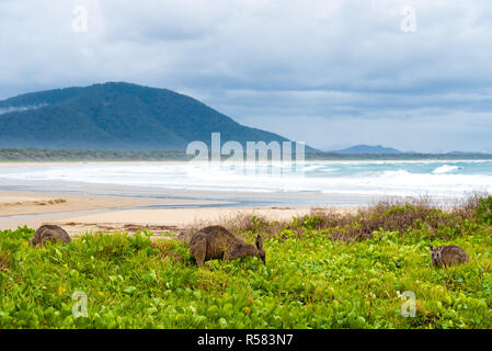 Gruppo di canguri pascolo a Diamond Head Beach, NSW, Australia Foto Stock