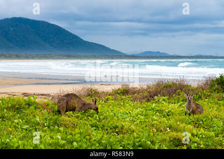 Gruppo di canguri pascolo a Diamond Head Beach, NSW, Australia Foto Stock