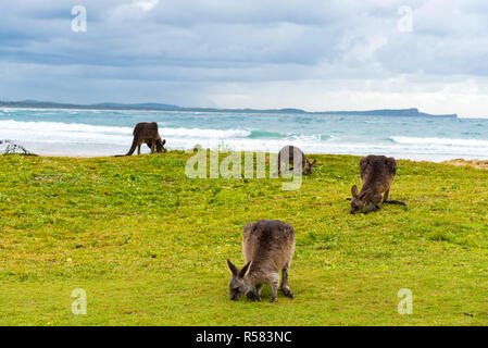 Gruppo di canguri pascolo a Diamond Head Beach, NSW, Australia Foto Stock