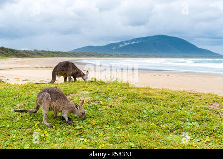 Gruppo di canguri pascolo a Diamond Head Beach, NSW, Australia Foto Stock