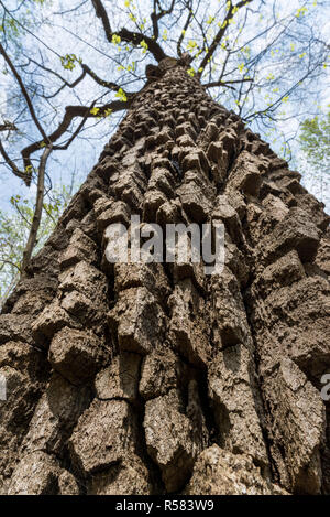 Solcato corteccia del castagno vecchia quercia (Quercus prinus) nel Parco Nazionale di Shenandoah in Virginia centrale. Foto Stock