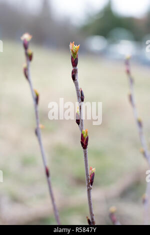 Impianto Chokeberry in primavera con gemme non aperti su rametti. Foto Stock