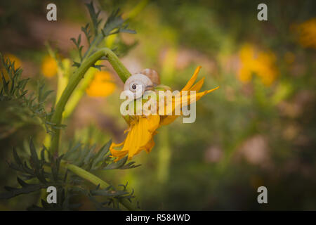 In prossimità di una lumaca su un crisantemo giallo fiore Foto Stock