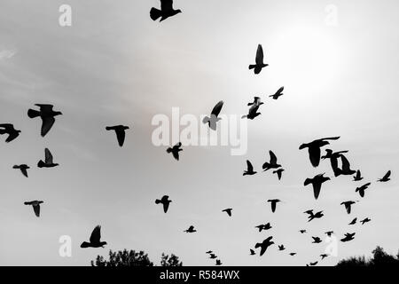 Sagome di piccioni volare nei cieli Foto Stock