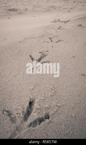 Bird impronte sulla spiaggia di sabbia Foto Stock