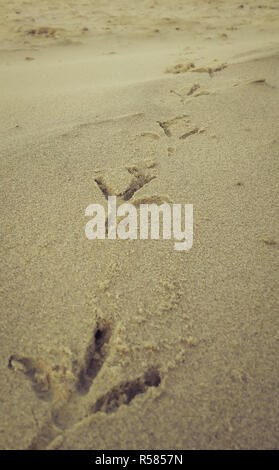 Bird impronte sulla spiaggia di sabbia Foto Stock