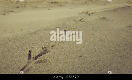 Bird impronte sulla spiaggia di sabbia Foto Stock