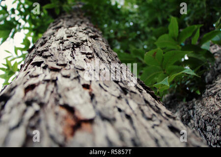 In prossimità di un albero con una profondità di campo ridotta a basse temperature Foto Stock