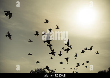 Sagome di piccioni volare nei cieli Foto Stock