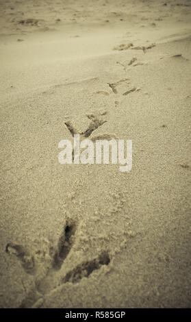 Bird impronte sulla spiaggia di sabbia Foto Stock