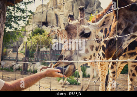 La giraffa la piegatura verso il basso per mangiare di man mano attraverso la recinzione Foto Stock