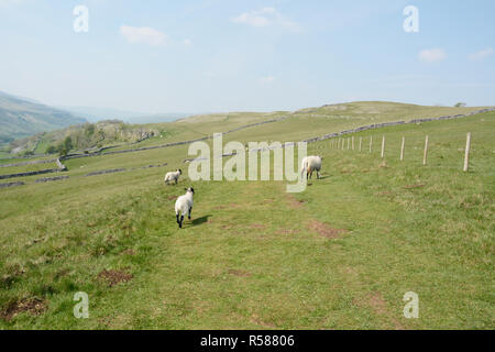 Tre pecore al pascolo in un prato lungo il Dales modo sentiero escursionistico, vicino Grassington, nello Yorkshire, nell'Inghilterra del Nord, Gran Bretagna. Foto Stock
