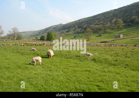 Pecore al pascolo in un prato lungo il Dales modo sentiero escursionistico, vicino Grassington, nello Yorkshire, nell'Inghilterra del Nord, Gran Bretagna. Foto Stock