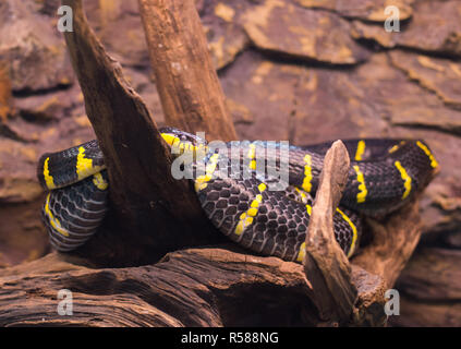 Vicino sul mongorova snake su albero Foto Stock