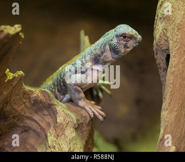 Chiudere fino a omani codato spinoso lizard uromastyx thomasi Foto Stock