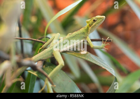 Chiudere fino a iguana casquehead leamanctus longipes Foto Stock