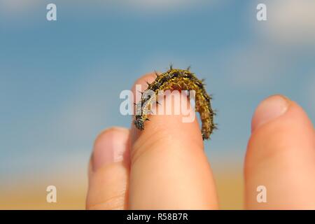 Bruco strisciare sulle dita Foto Stock