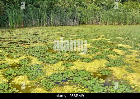 Superficie di acqua con piante Foto Stock