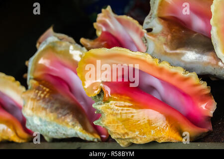 Conch conchiglia di mare con madreperla rosa interno foderato in vendita in un negozio di souvenir in Freeport, Bahamas Foto Stock