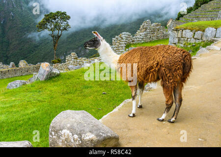 Lama pascolo a Machu Picchu- rovine Incas nelle Ande,regione di Cuzco Foto Stock