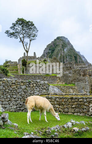 Lama pascolo a Machu Picchu- rovine Incas nelle Ande,regione di Cuzco Foto Stock