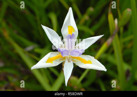 Fairy Iris (Dietes grandiflora) Foto Stock