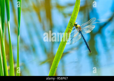 Grande royal dragonfly,anax imperator,maschio Foto Stock