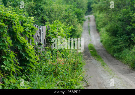 Una recinzione di legno ricoperta di vigneti su una soleggiata mattina d'estate con sfocato strada di campagna in salita di arrampicata Foto Stock