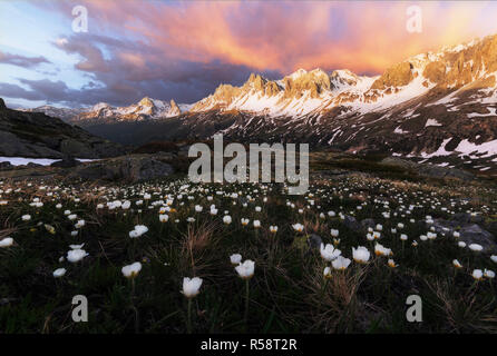 La masterizzazione di cielo sopra il prato di fiori in montagna, Vallee de la Claree, Haute Savoie, Francia Foto Stock