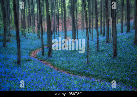 Blue ora su Bluebells, Hallerbos, Belgio Foto Stock