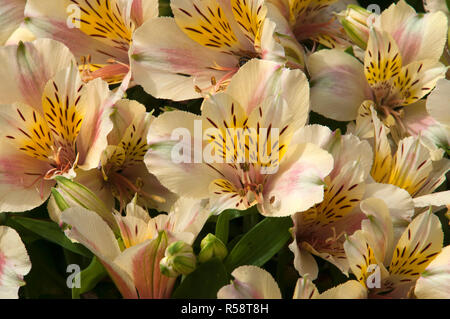 Sydney Australia, fiori di colore giallo di un alstroemeria o peruviana lily Foto Stock