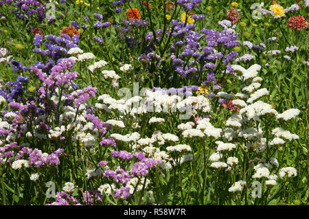 Sydney Australia, campo di porpora, bianco e rosa dei fiori di Perez la lavanda marina Foto Stock