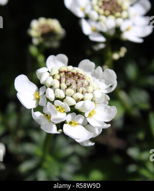 I graziosi fiori di Iberis sempervirens noto anche come Evergreen Candytuft. Foto Stock