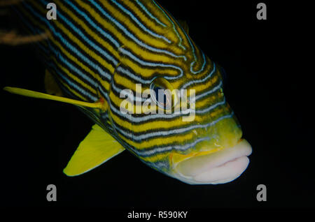 Nastro, Sweetlips Plectorhinchus polytaenia, Liberty relitto sito, Tulamben, Bali, Indonesia, Oceano Indiano Foto Stock