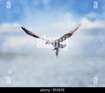 Osprey portando un pesce nella sua talons " Foto Stock