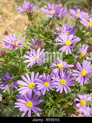 Western Australia Swan River Daisy Foto Stock