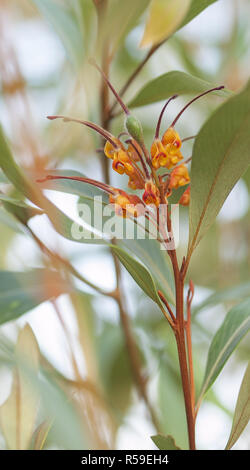 Nativi Australiani di fiori selvatici Grevillea Foto Stock