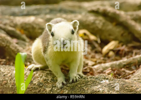 Il piccolo scoiattolo nella foresta Foto Stock