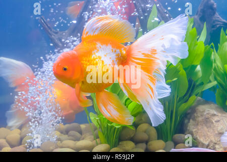 Goldfish nell'armadio Foto Stock