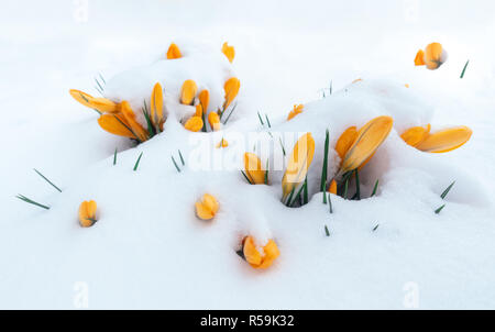 Il giallo di crochi nella neve Foto Stock