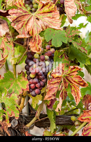 Uve colorate prima di diventare rosso Foto Stock