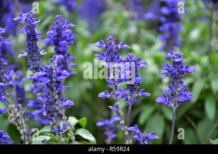 Blooming bugleweeds blu Ajuga Foto Stock