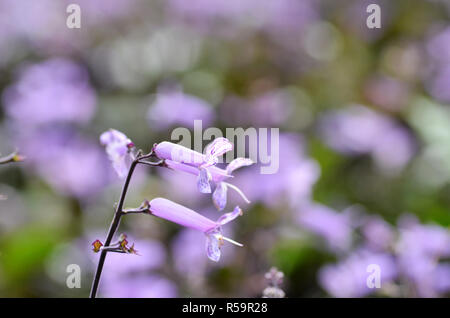 Plectranthus Mona Lavanda fiori Foto Stock
