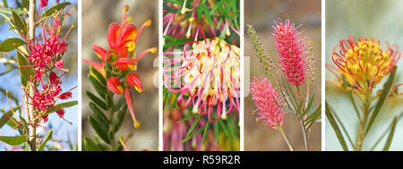 Australian Grevillea Banner Panorama Foto Stock