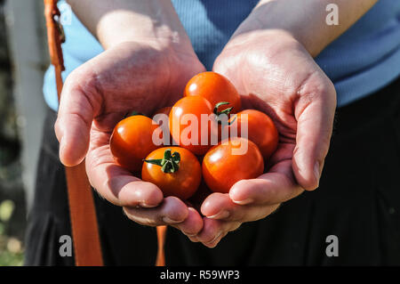 Raccolto di pomodoro. Contadino con le mani appena raccolto i pomodori Foto Stock