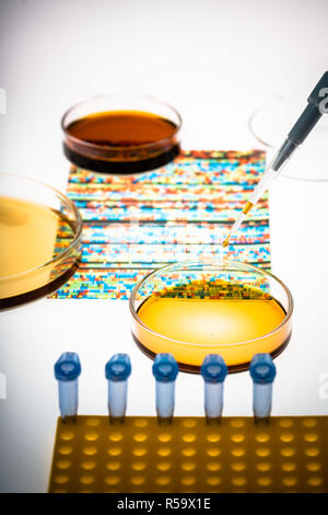 La ricerca genetica, immagine concettuale, DNA (acido desossiribonucleico) autoradiogramma e capsule di petri. Foto Stock