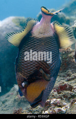 Titan Pesci balestra, Balistoides viridescens, alimentando il corallo, Segara sito di immersione, Seraya, Bali, Indonesia, Oceano Indiano Foto Stock