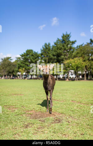 Deer passeggiate nel parco con il sole Foto Stock