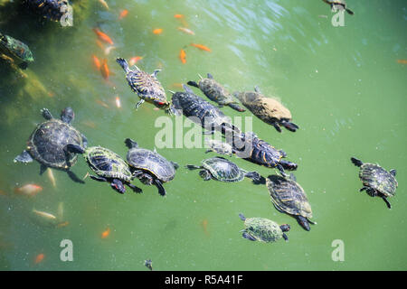 Le tartarughe marine nuotare nel verde acqua di stagno urbani Foto Stock